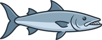 Barracuda